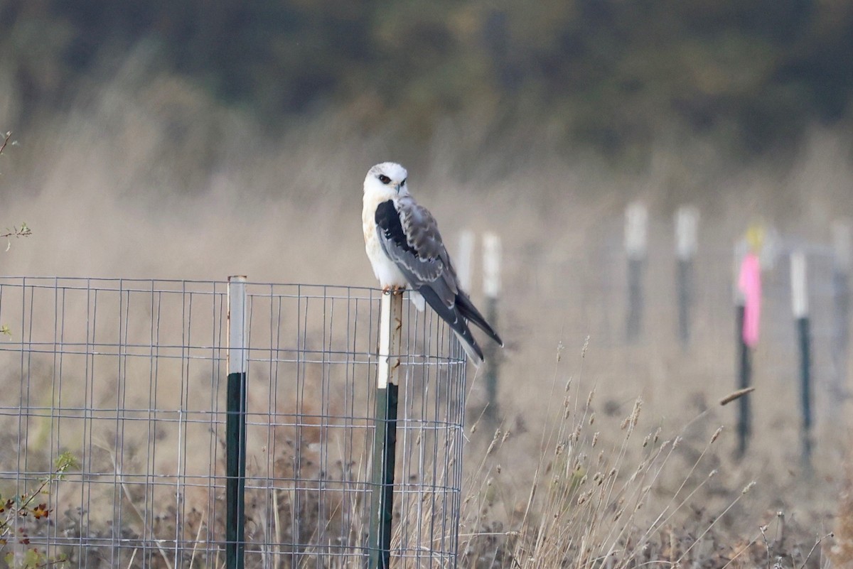 White-tailed Kite - ML646026060
