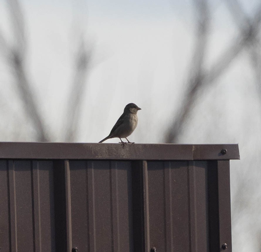 House Sparrow - ML646026061