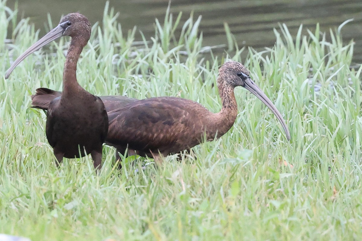 ibis hnědý - ML646026065