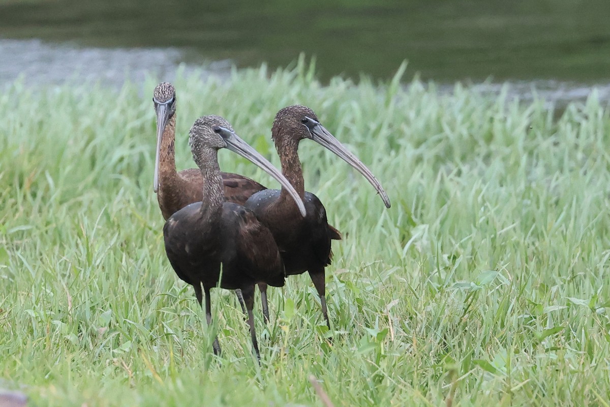 ibis hnědý - ML646026066