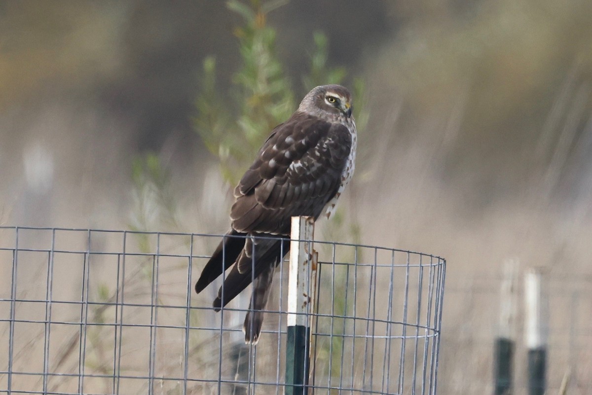 Northern Harrier - ML646026068