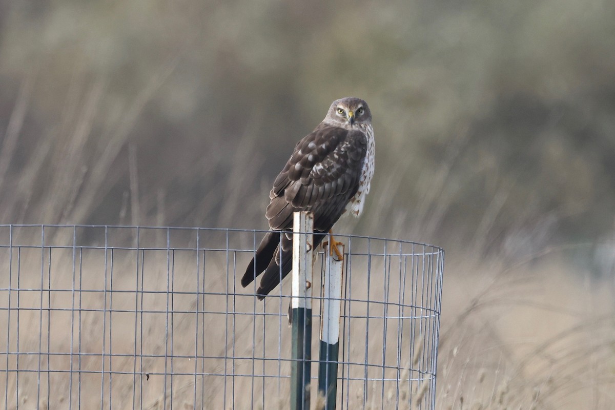 Northern Harrier - ML646026069