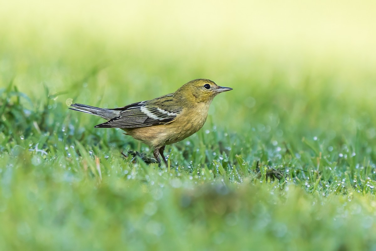 Bay-breasted Warbler - ML646026070