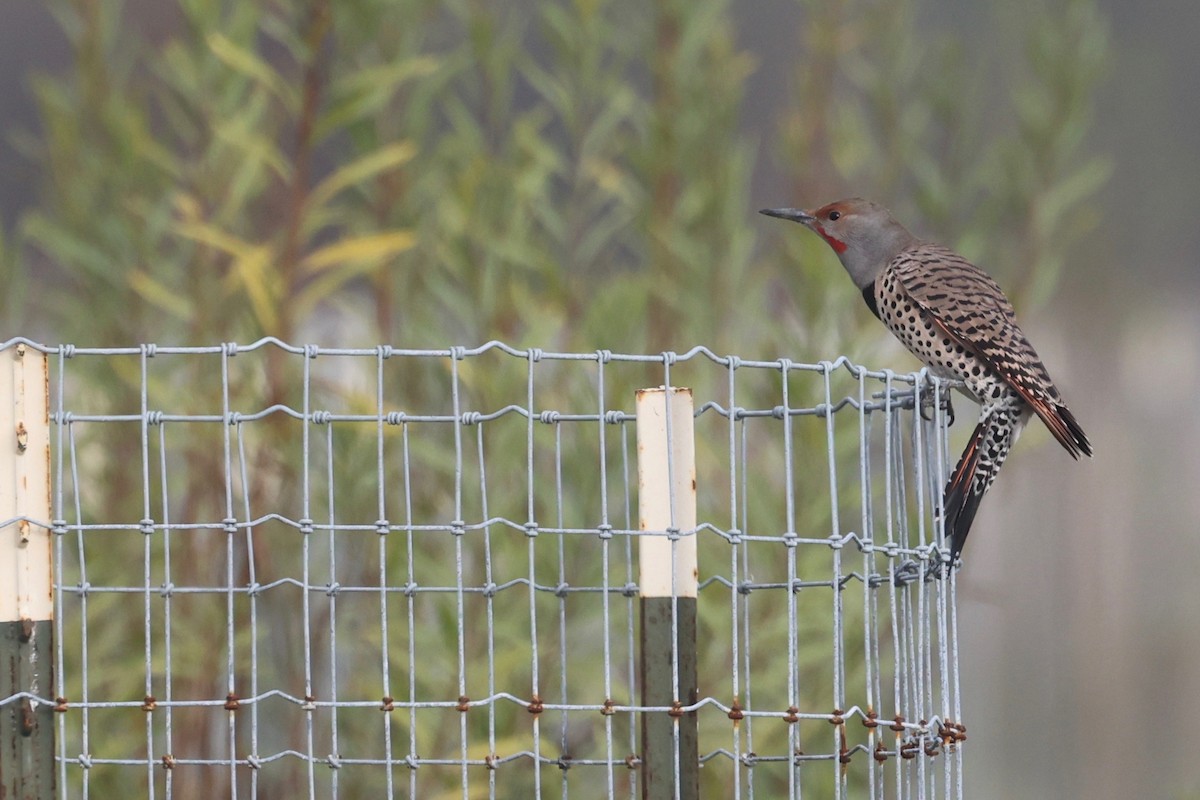 Northern Flicker - ML646026072