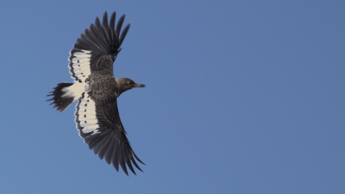 Red-headed Woodpecker - ML646026090