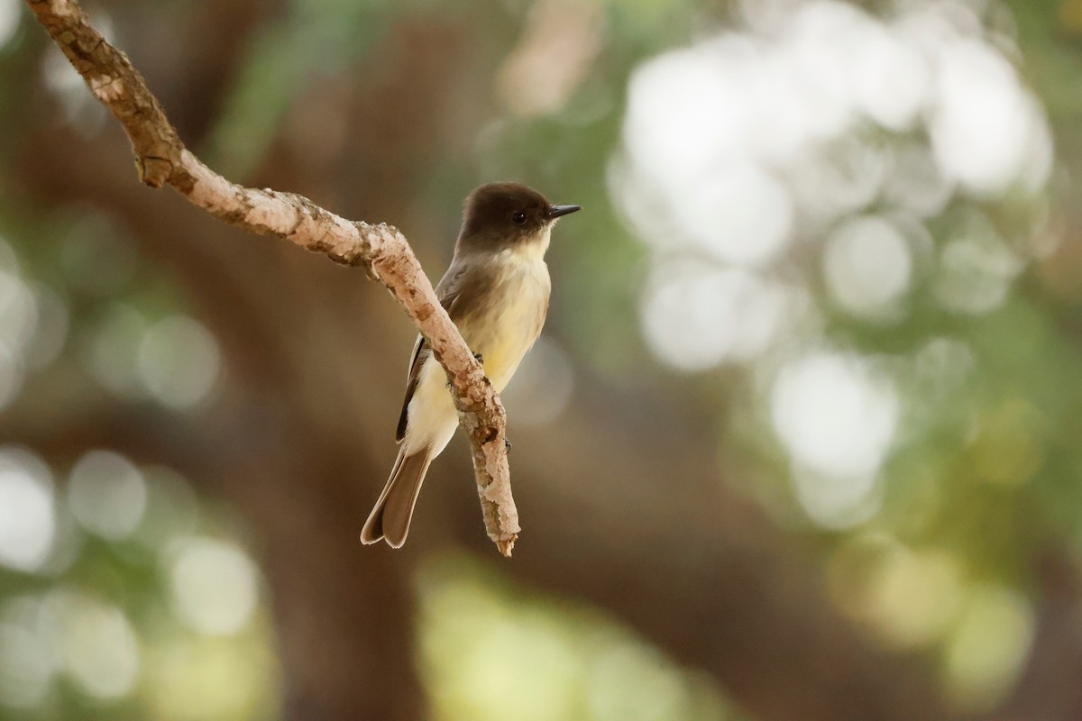 Eastern Phoebe - ML646026094