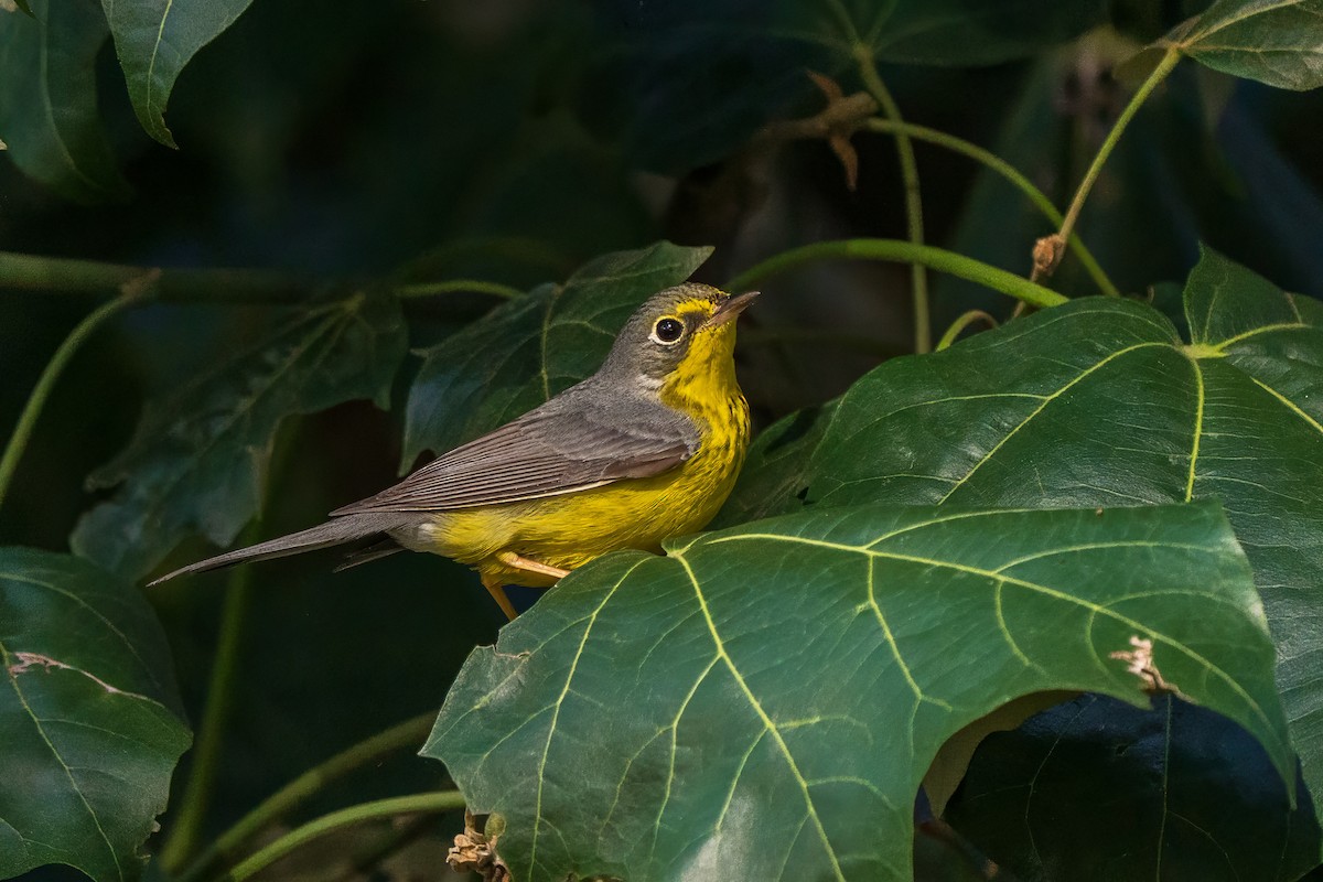 Canada Warbler - ML646026095