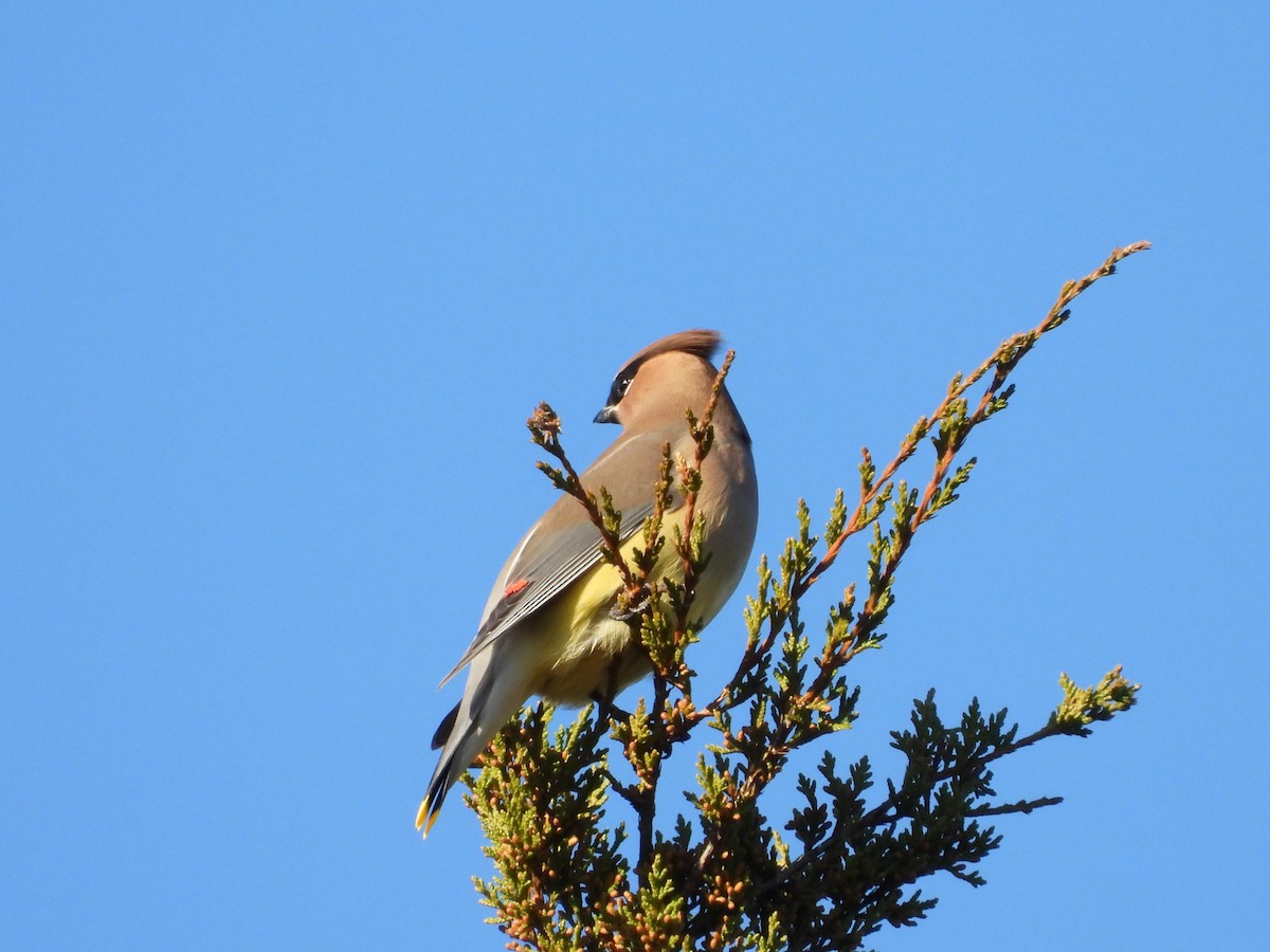 ציצנית אמריקנית - ML646026098
