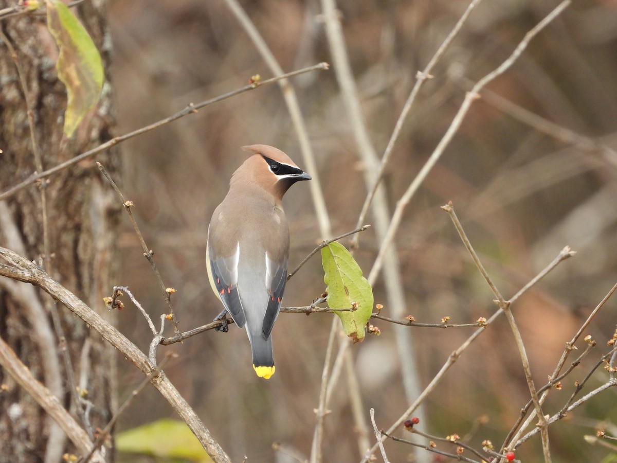 ציצנית אמריקנית - ML646026101