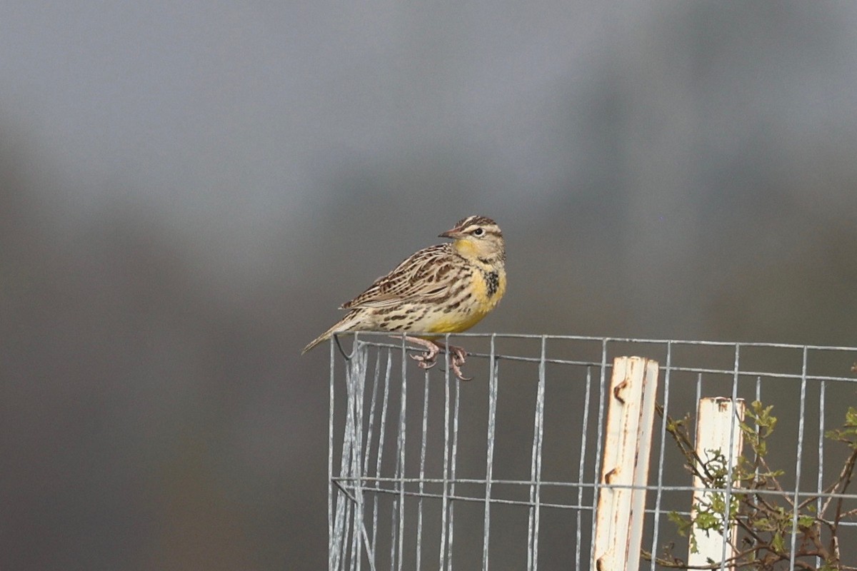 Western Meadowlark - ML646026109
