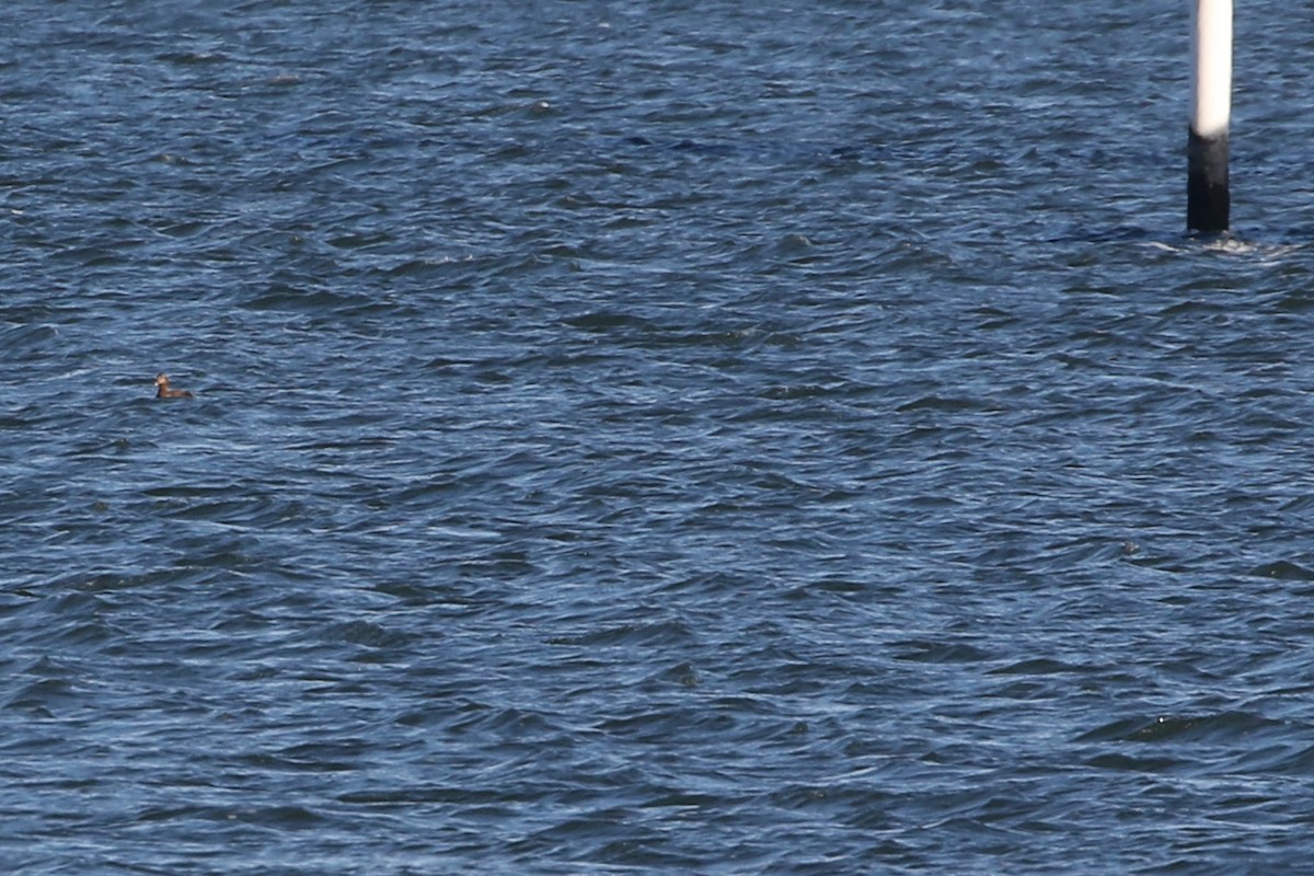 Common Eider - ML646026110