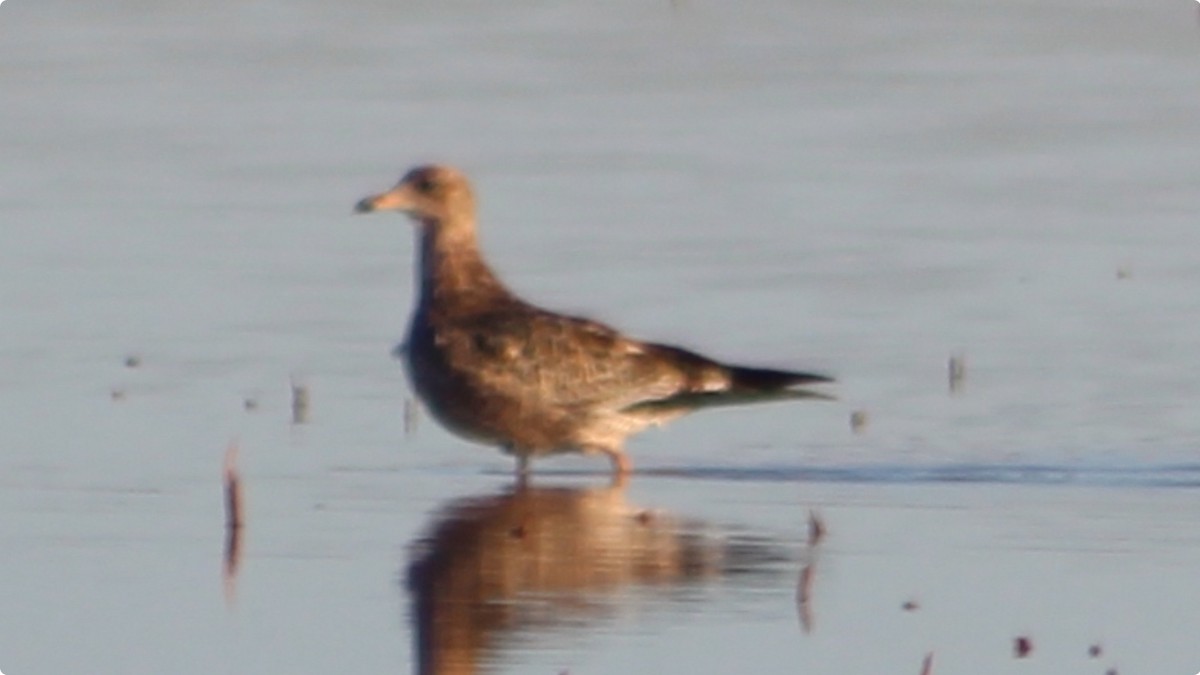 California Gull - ML646026121