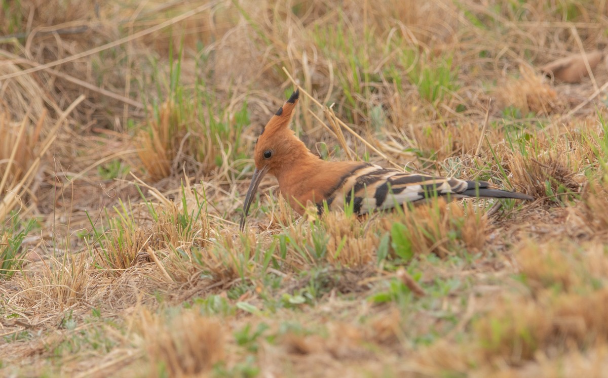 Common Hoopoe (African) - ML646026123