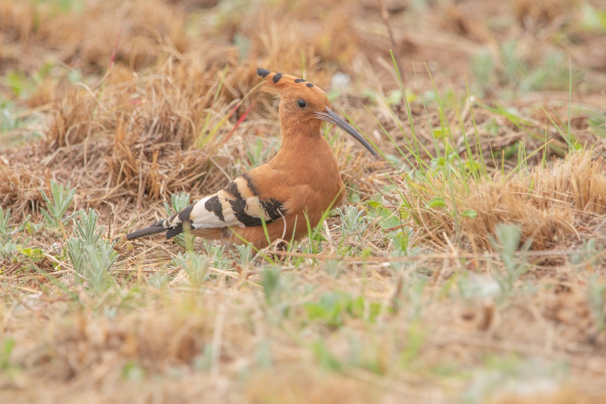 Common Hoopoe (African) - ML646026124