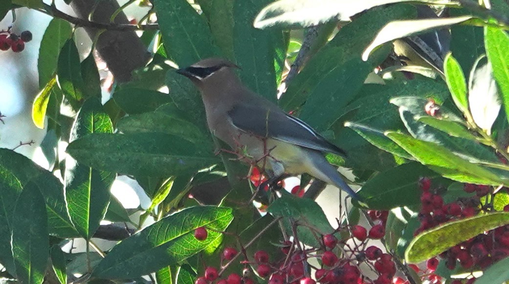 ציצנית אמריקנית - ML646026127