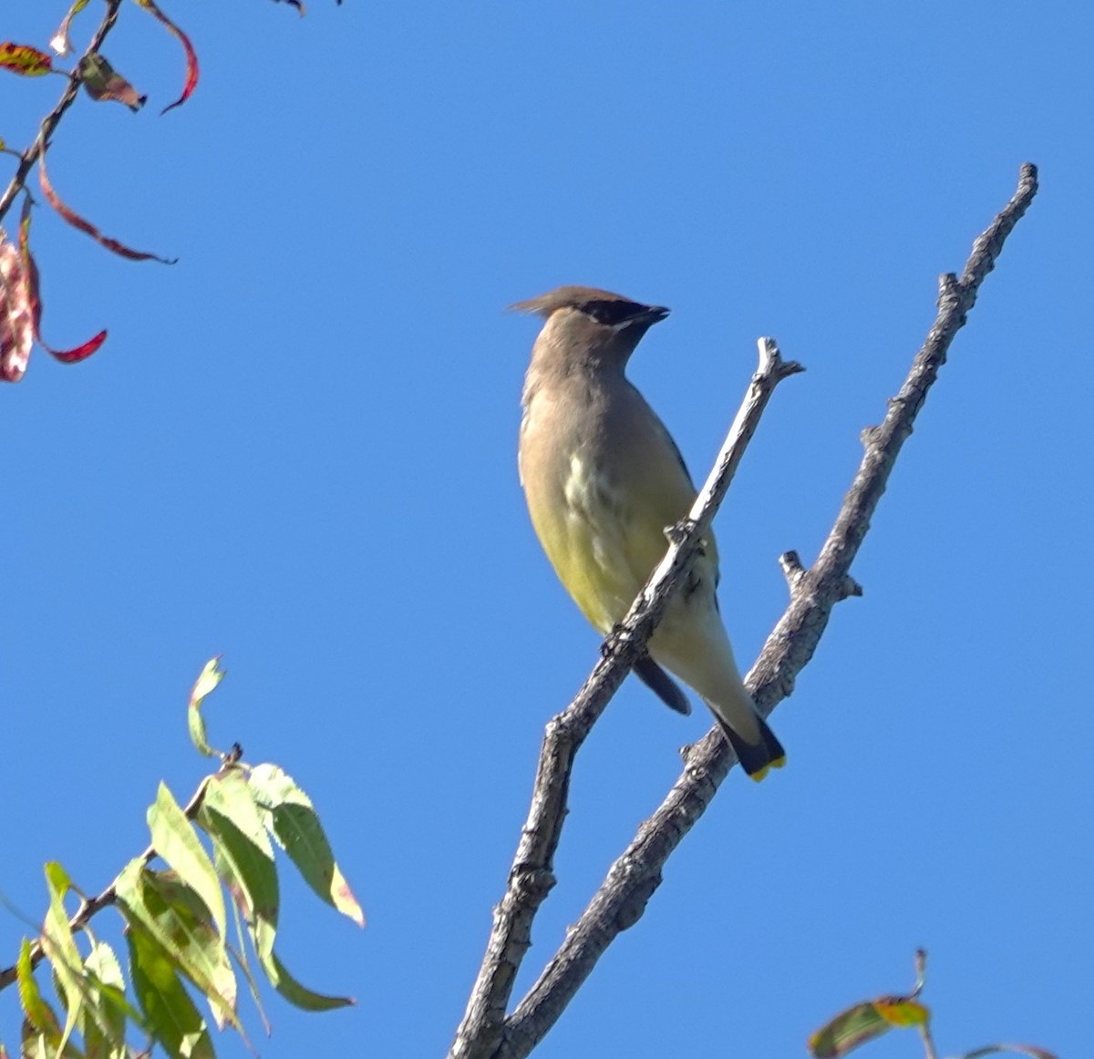 ציצנית אמריקנית - ML646026128