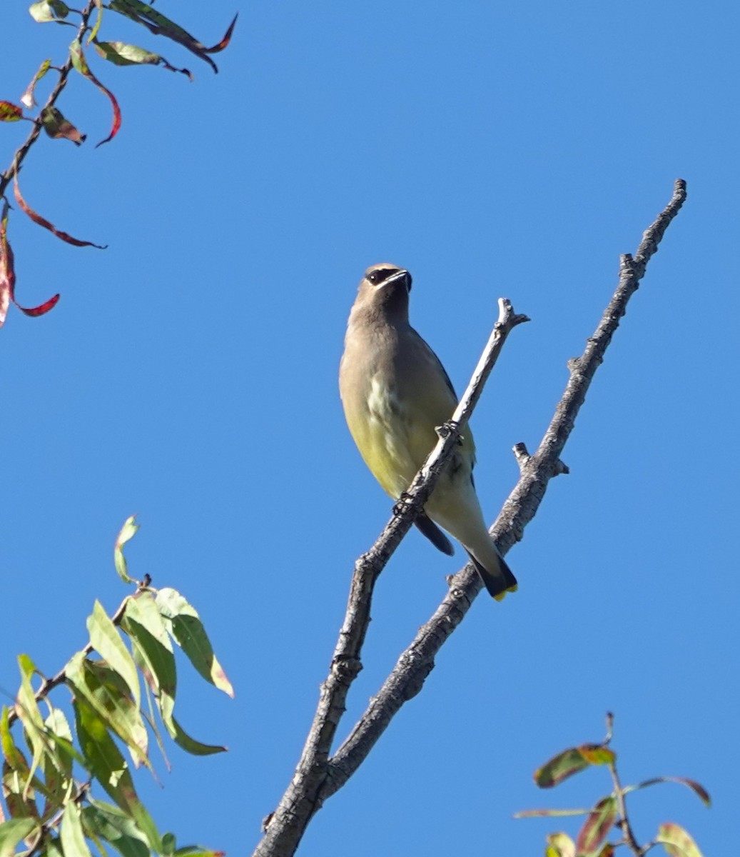 ציצנית אמריקנית - ML646026129