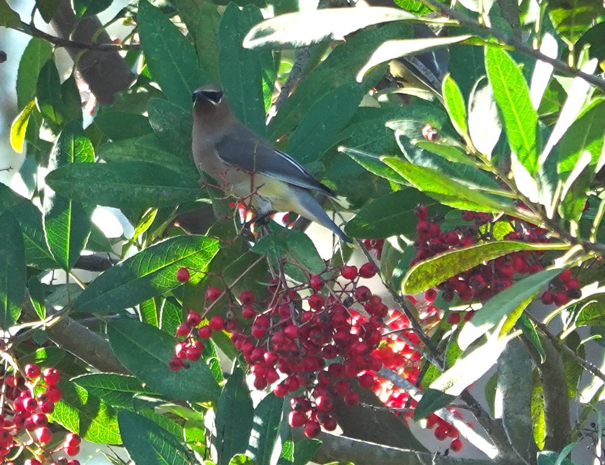 ציצנית אמריקנית - ML646026130