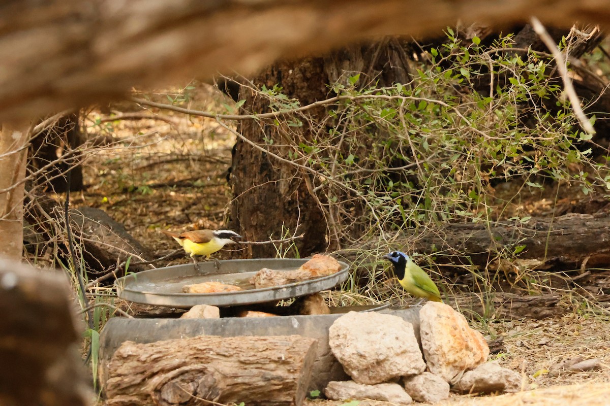 Great Kiskadee - ML646026135