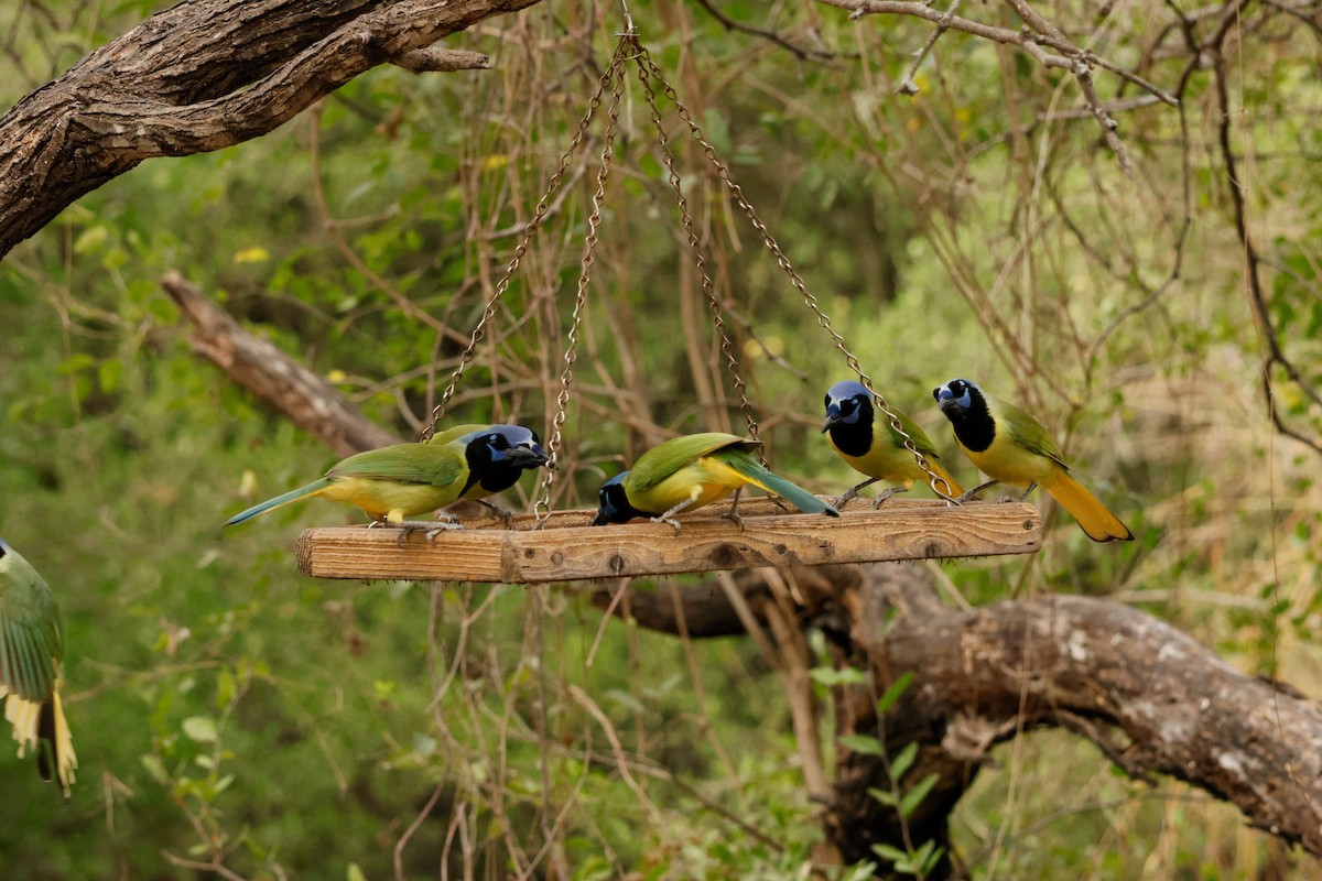 sojka zelenavá - ML646026138