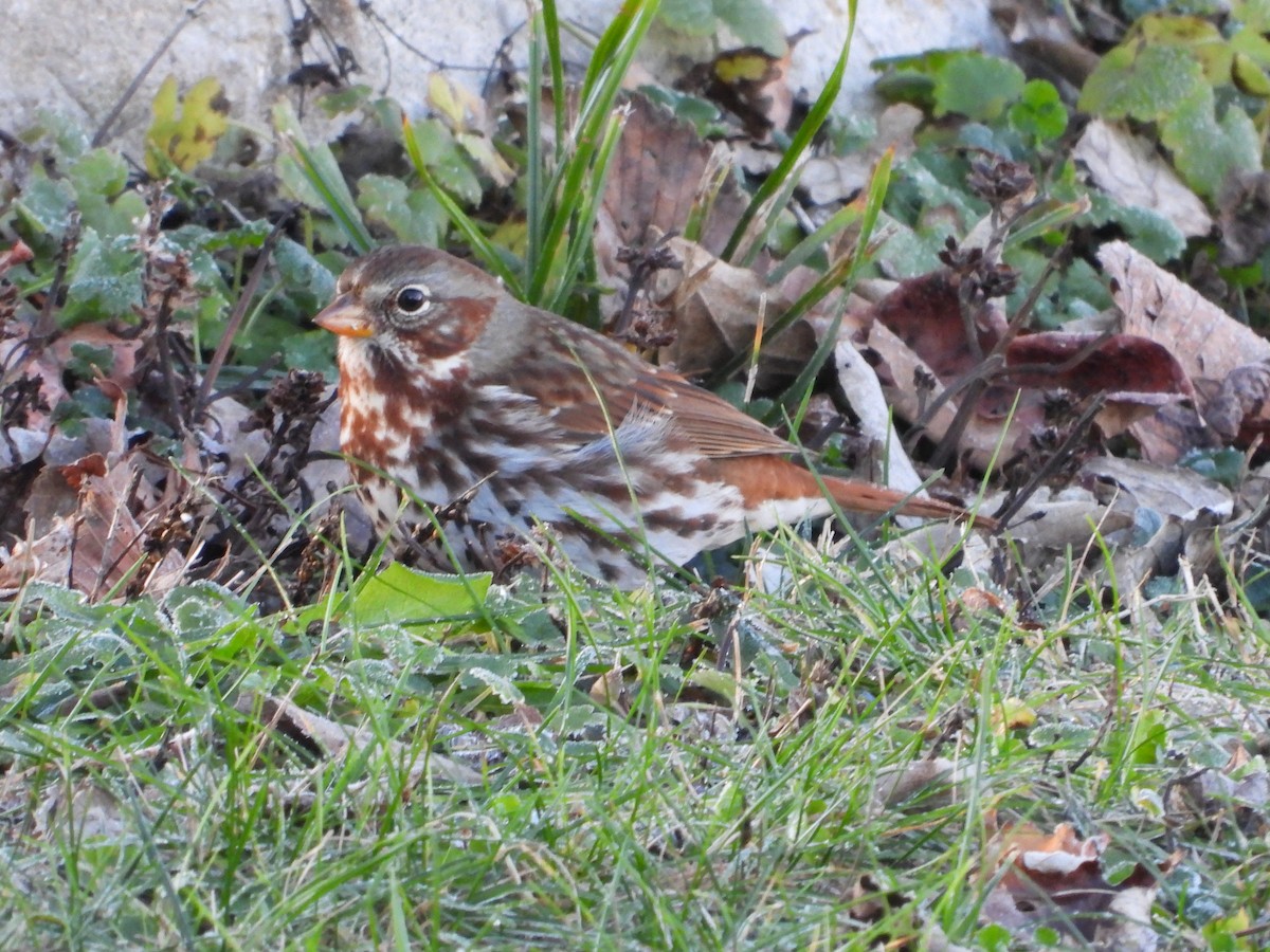 Fox Sparrow - ML646026151