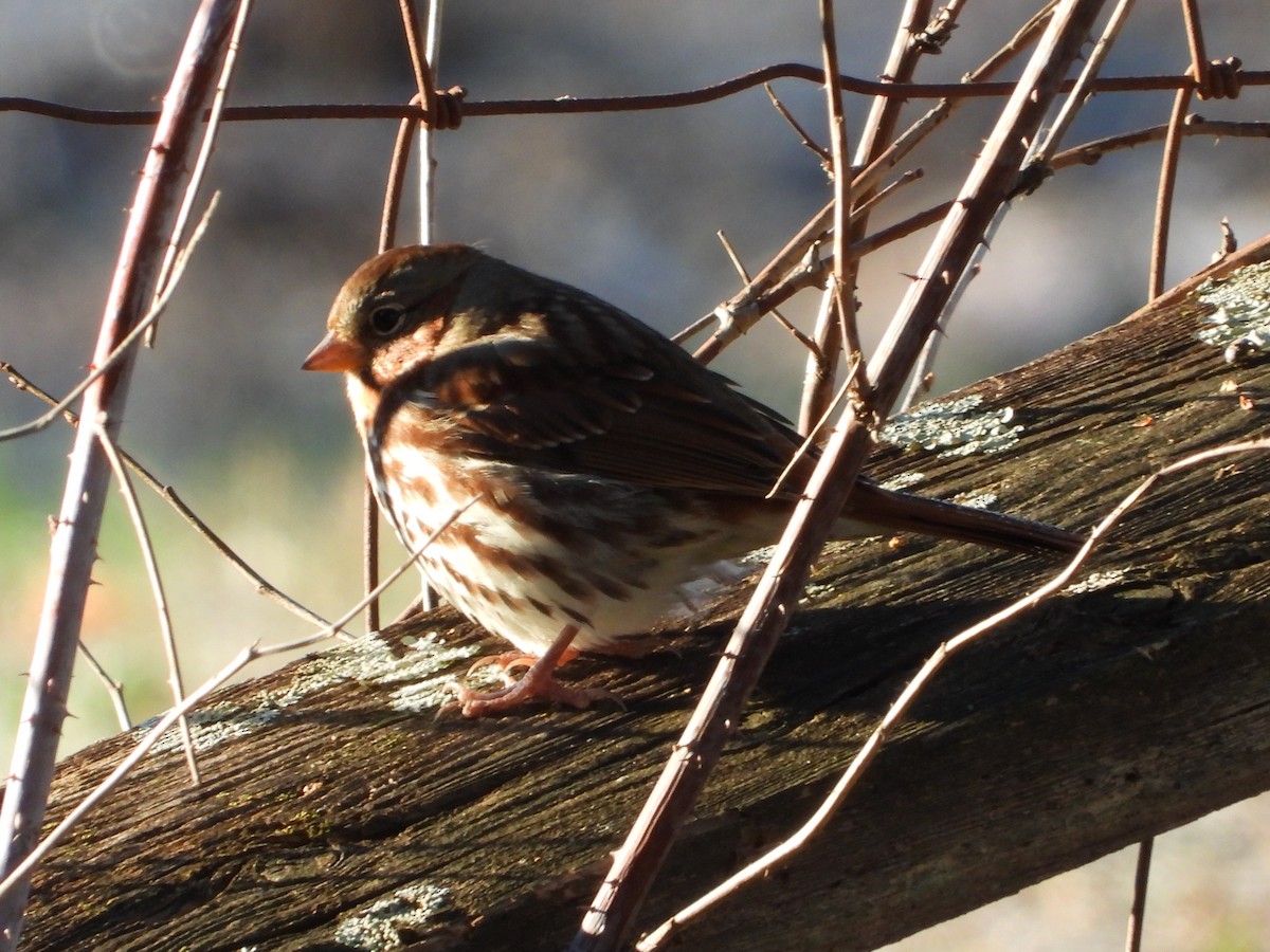 Fox Sparrow - ML646026152