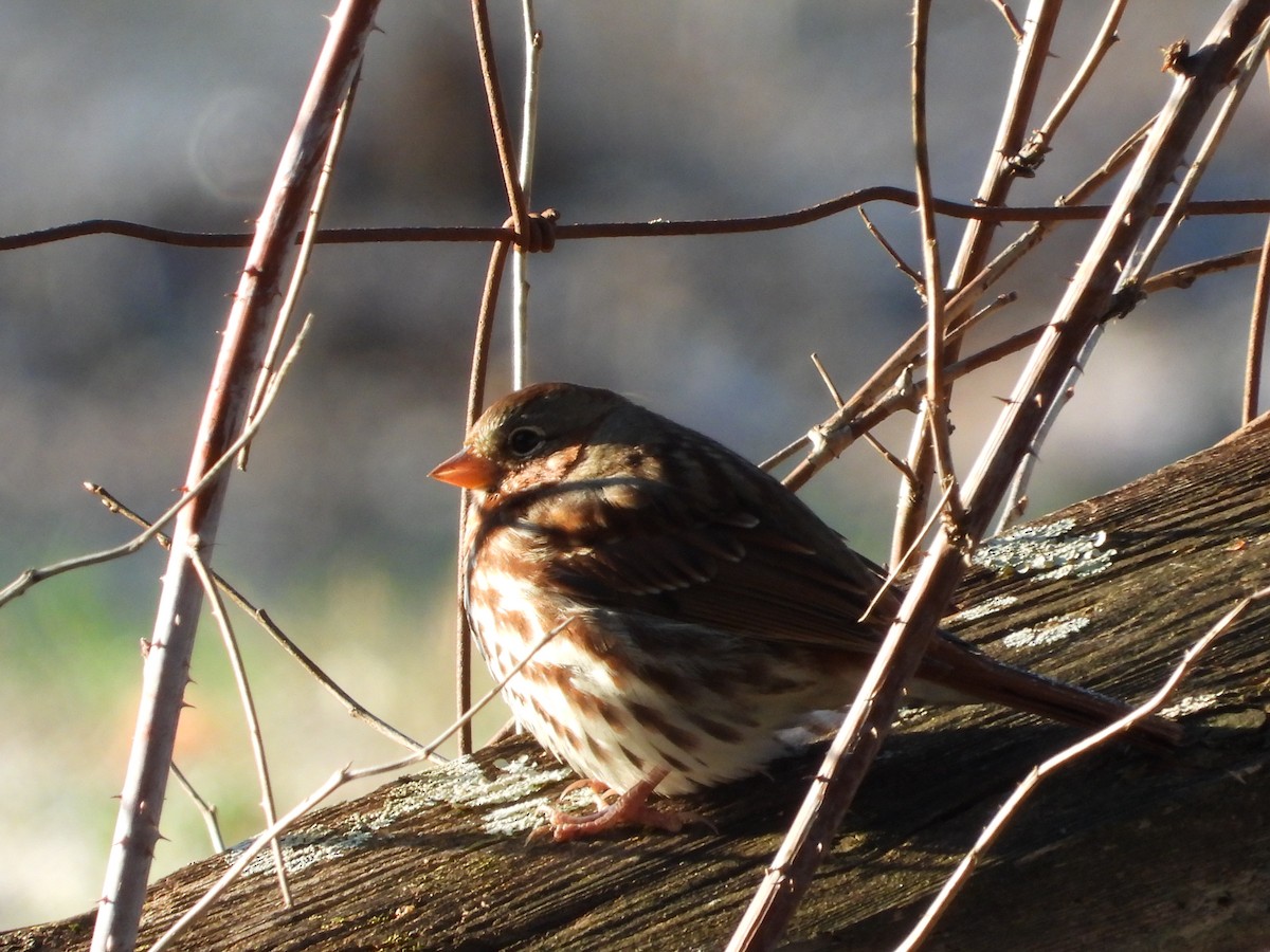 Fox Sparrow - ML646026153