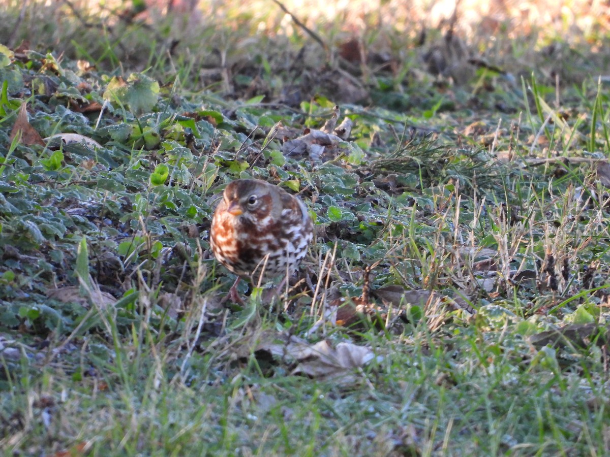 Fox Sparrow - ML646026155