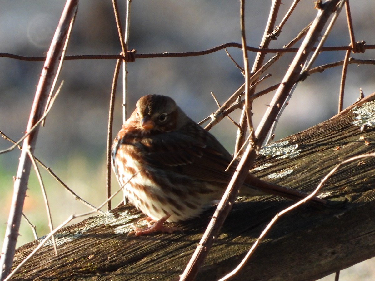 Fox Sparrow - ML646026156