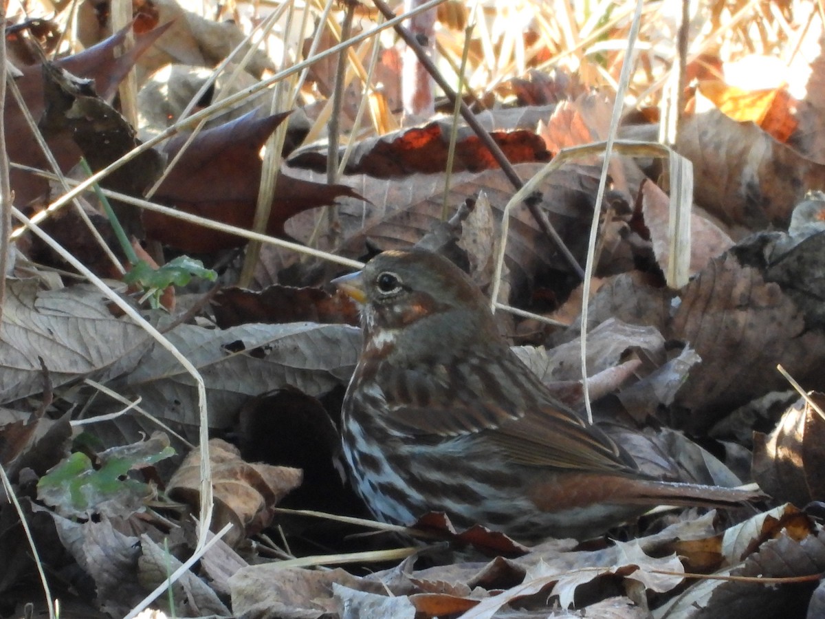 Fox Sparrow - ML646026157