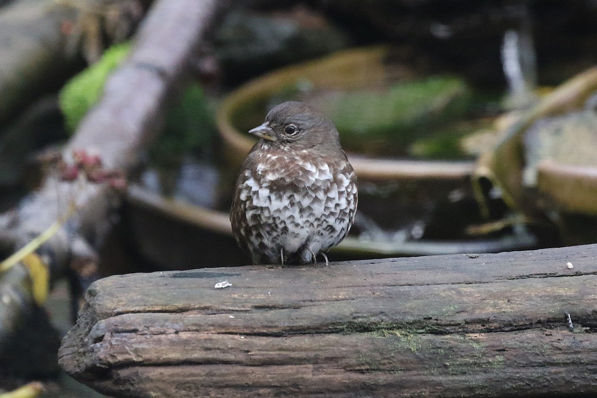 Fox Sparrow - ML646026160