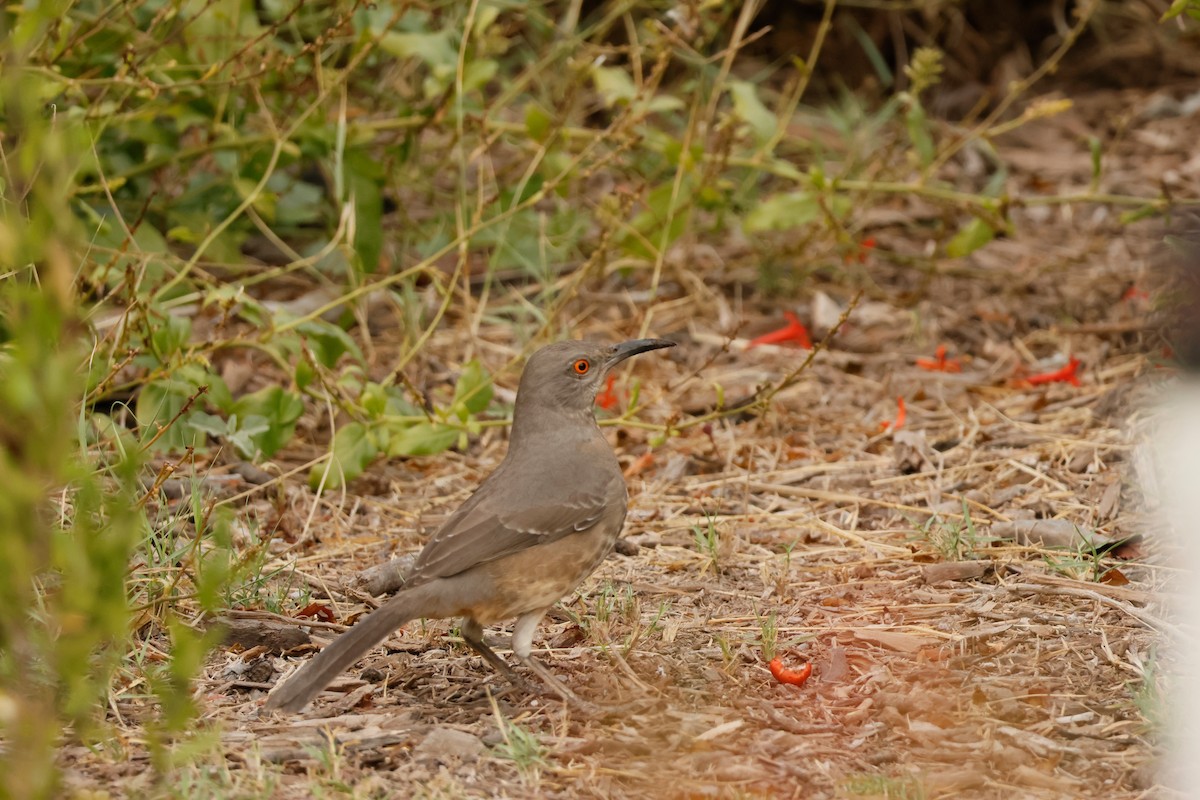 Curve-billed Thrasher - ML646026165