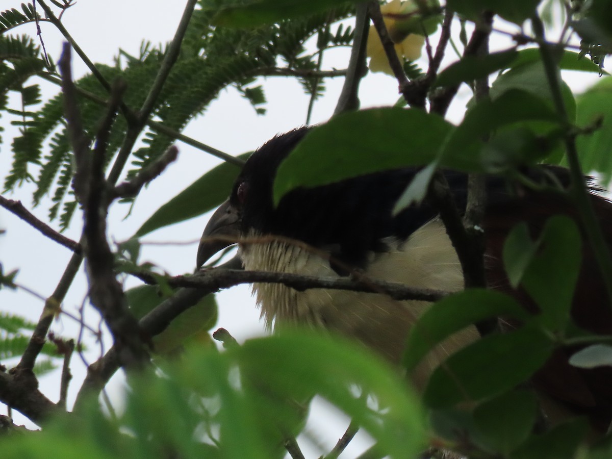Blue-headed Coucal - ML646026168