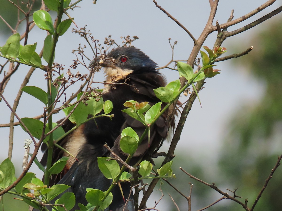 Blue-headed Coucal - ML646026169