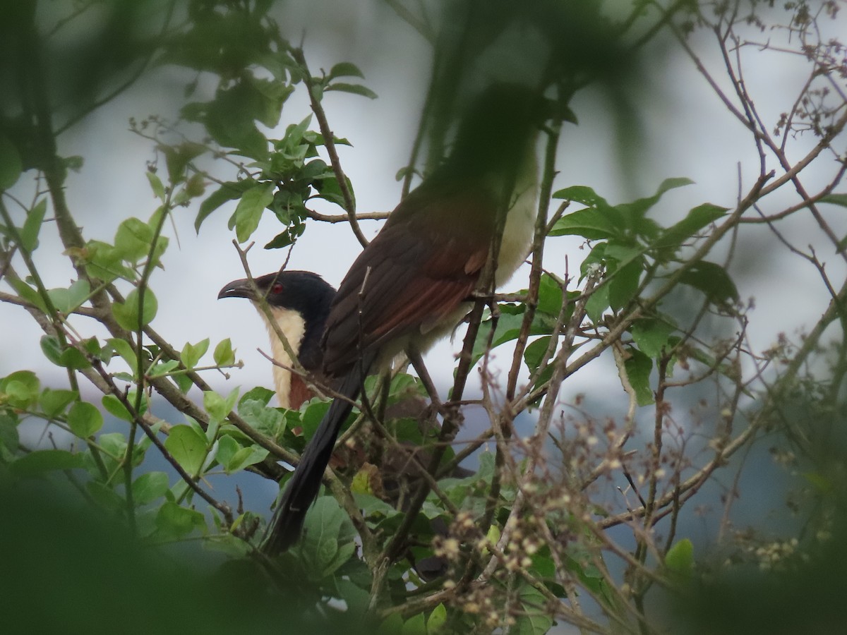 Blue-headed Coucal - ML646026171