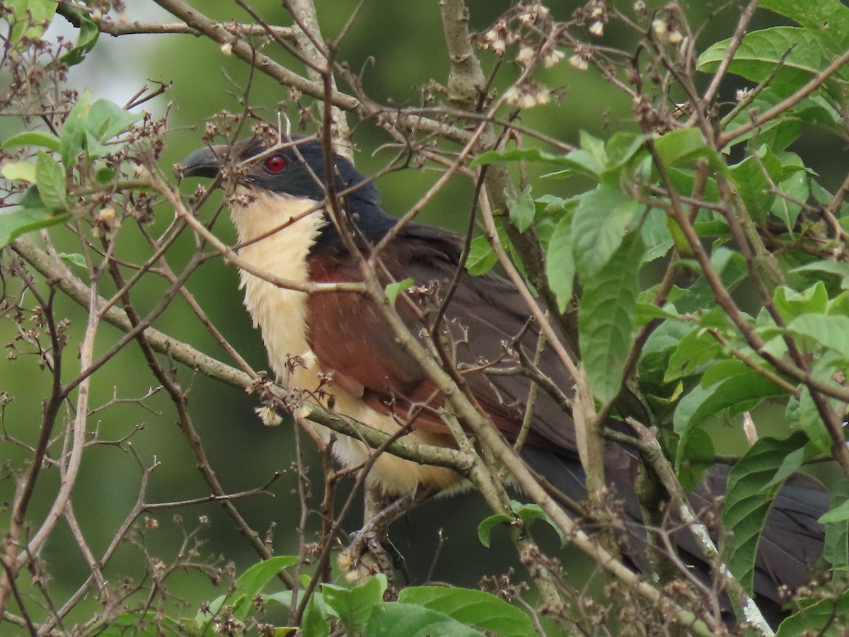 Blue-headed Coucal - ML646026172