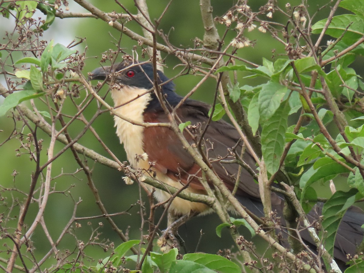 Blue-headed Coucal - ML646026173