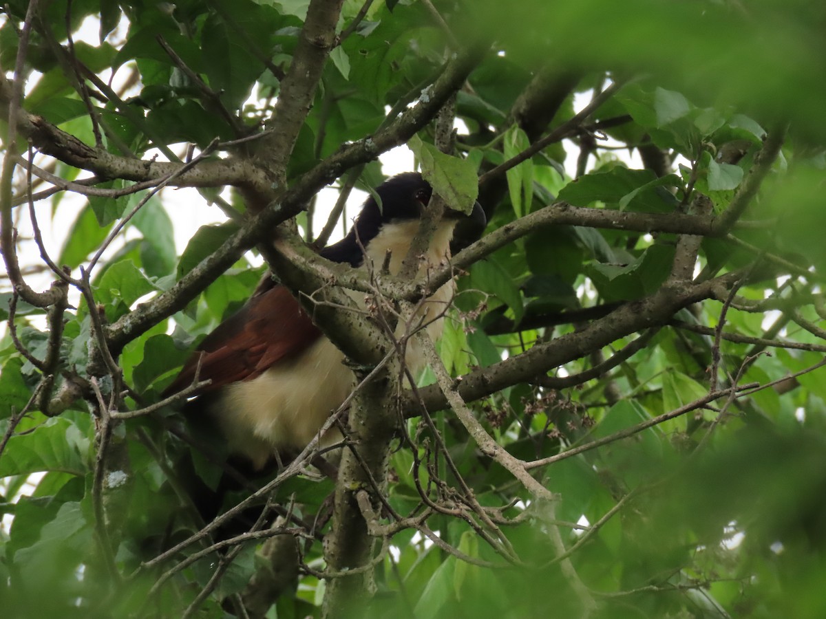 Blue-headed Coucal - ML646026174