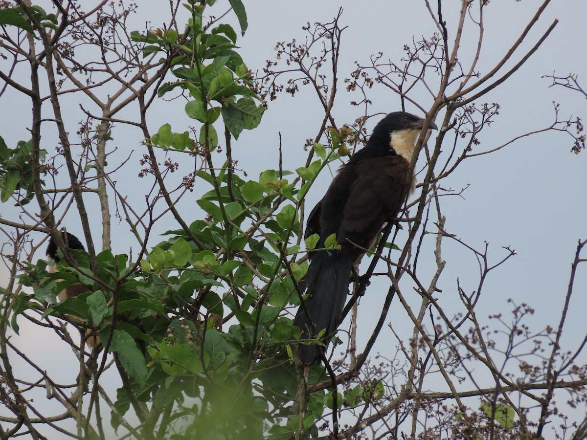 Blue-headed Coucal - ML646026175