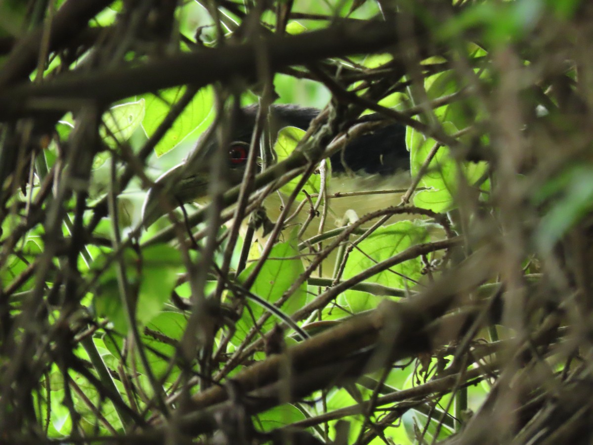 Blue-headed Coucal - ML646026176