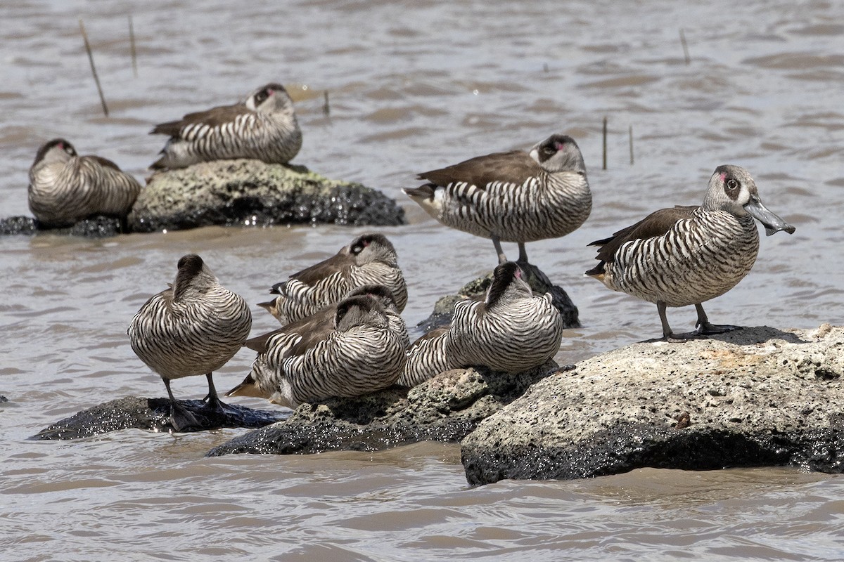 Pink-eared Duck - ML646026177
