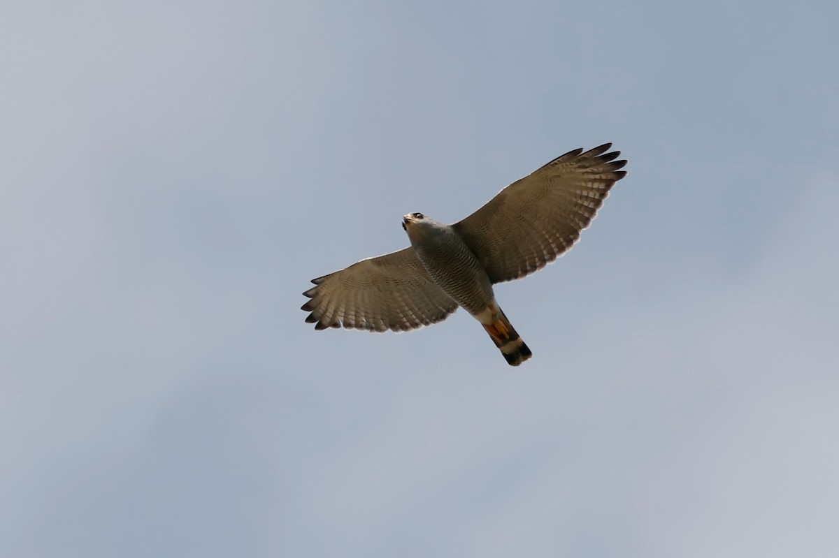 Gray Hawk - ML646026182