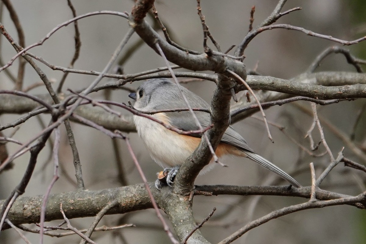 Tufted Titmouse - ML646026183