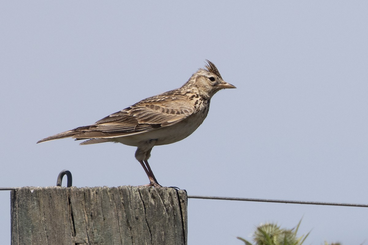 Allodola - ML646026192