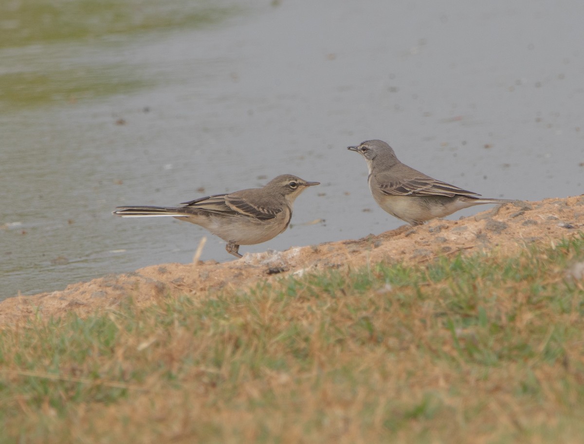 Cape Wagtail - ML646026193