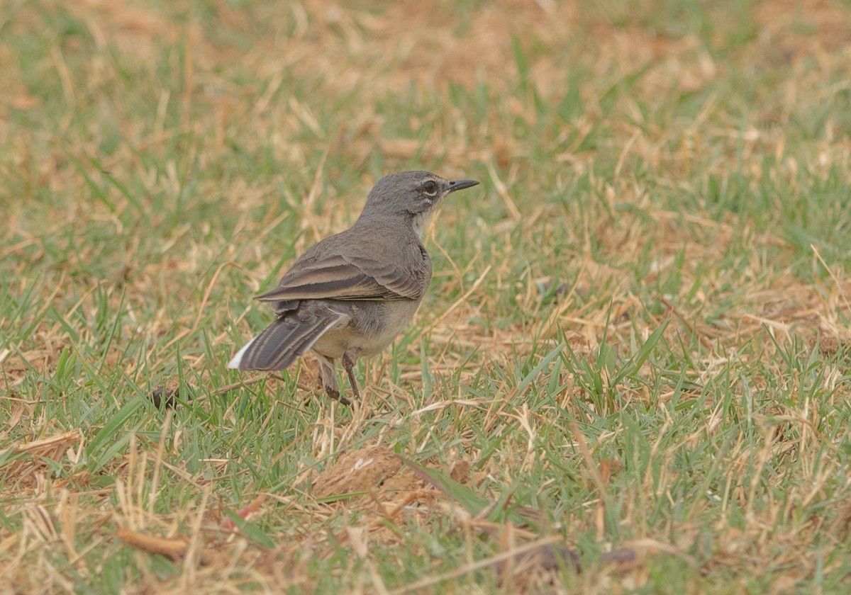 Cape Wagtail - ML646026194
