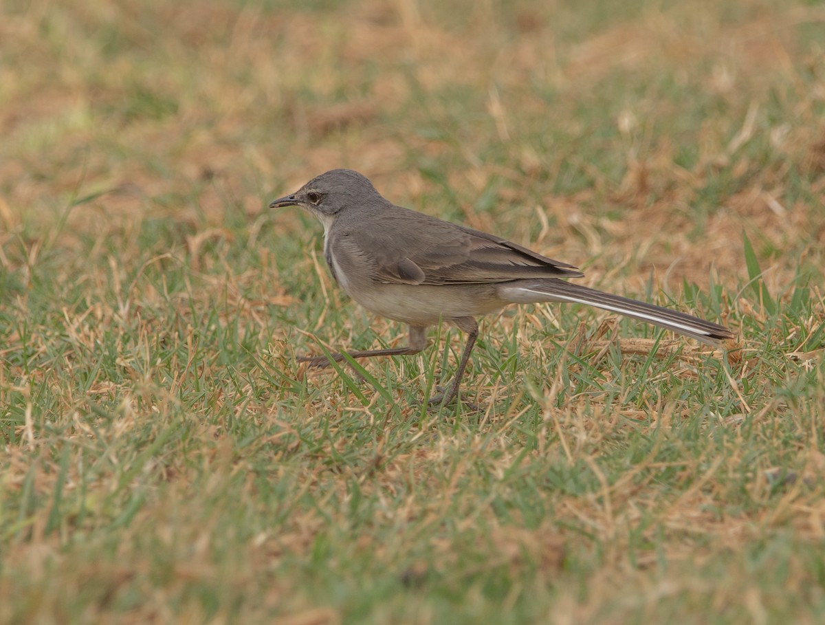 Cape Wagtail - ML646026195