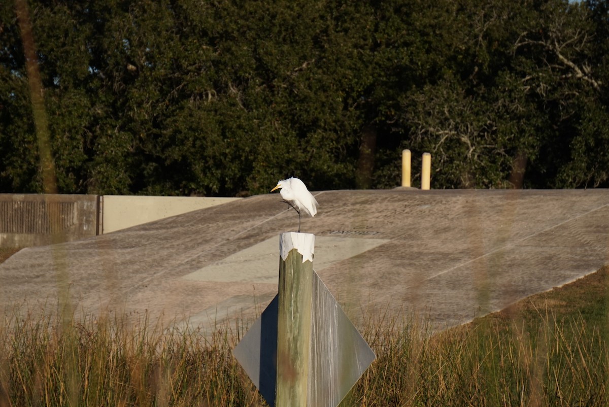 volavka bílá - ML646026199