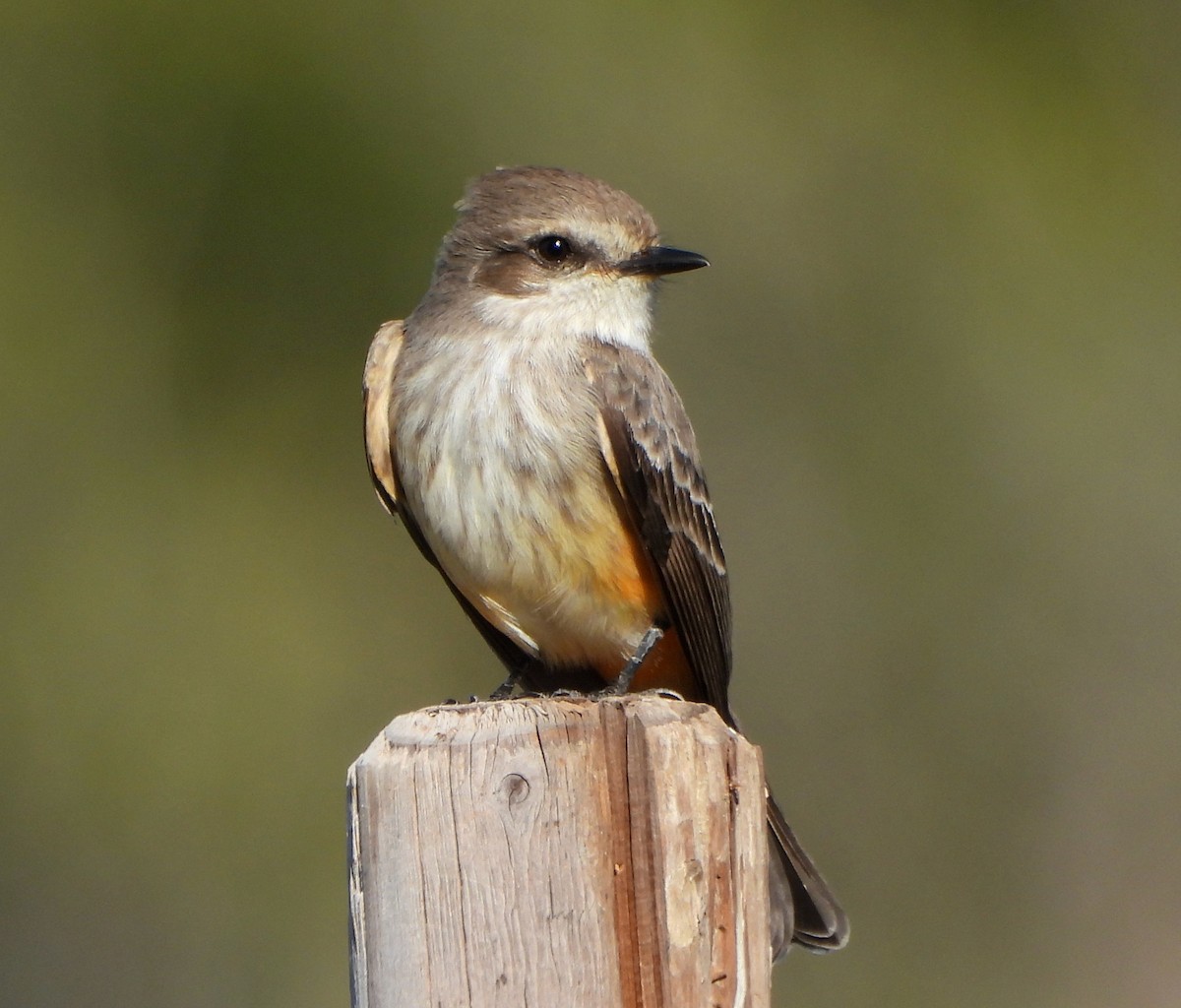 Vermilion Flycatcher - ML646026203