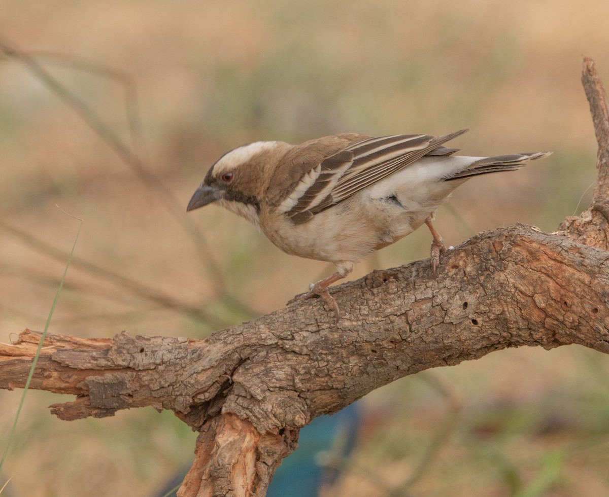 White-browed Sparrow-Weaver - ML646026204